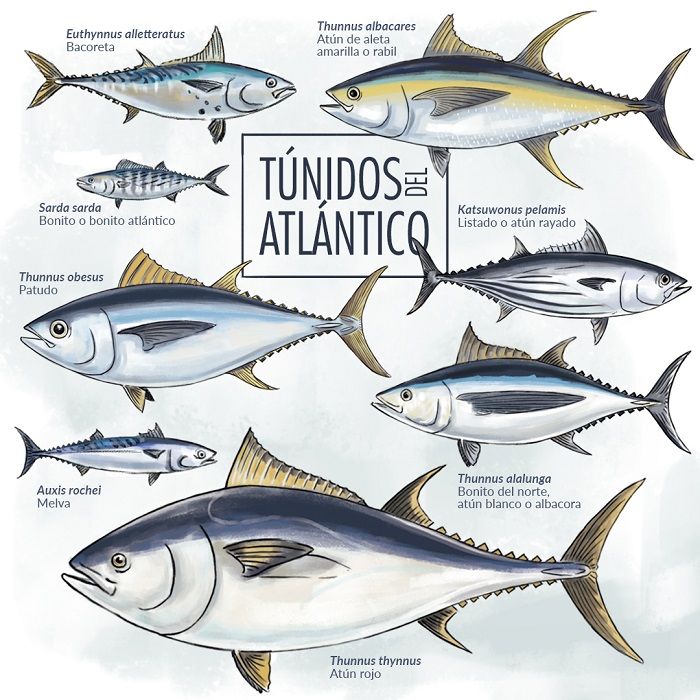 Panel11_Túnidos del Atlántico