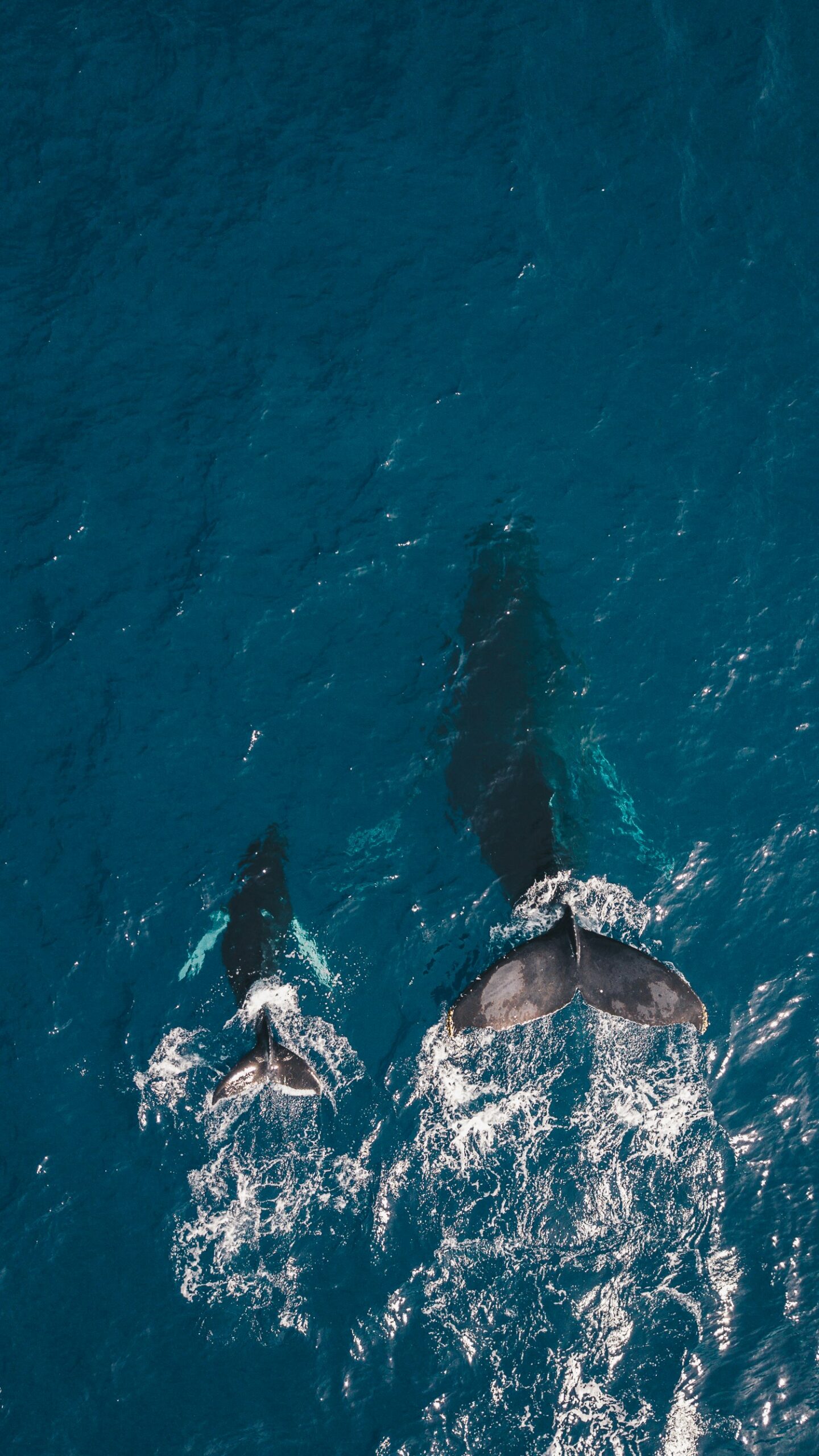 Panel11_guille-pozzi-unsplash ballenas