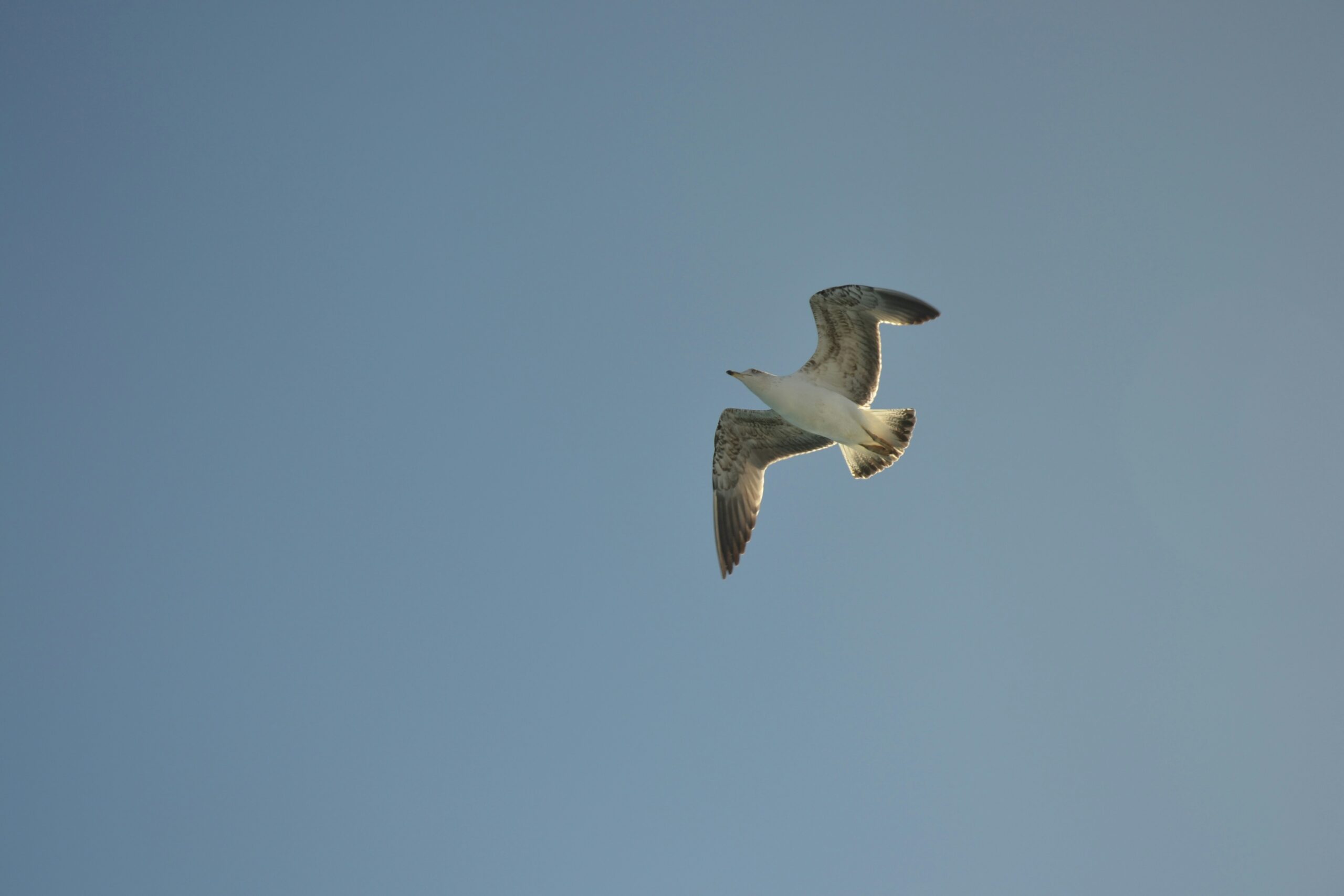 Panel13_sofia-velgosh-unsplash gaviota