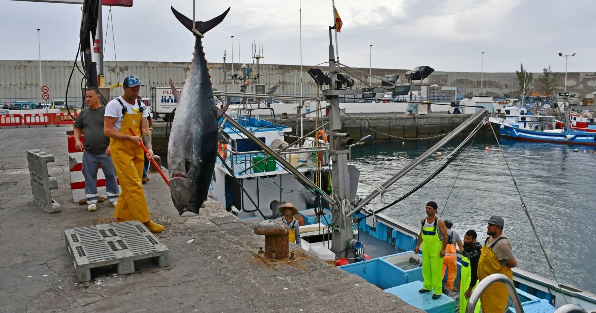 Panel15_Pesca atún foto ayuntamiento Mogan
