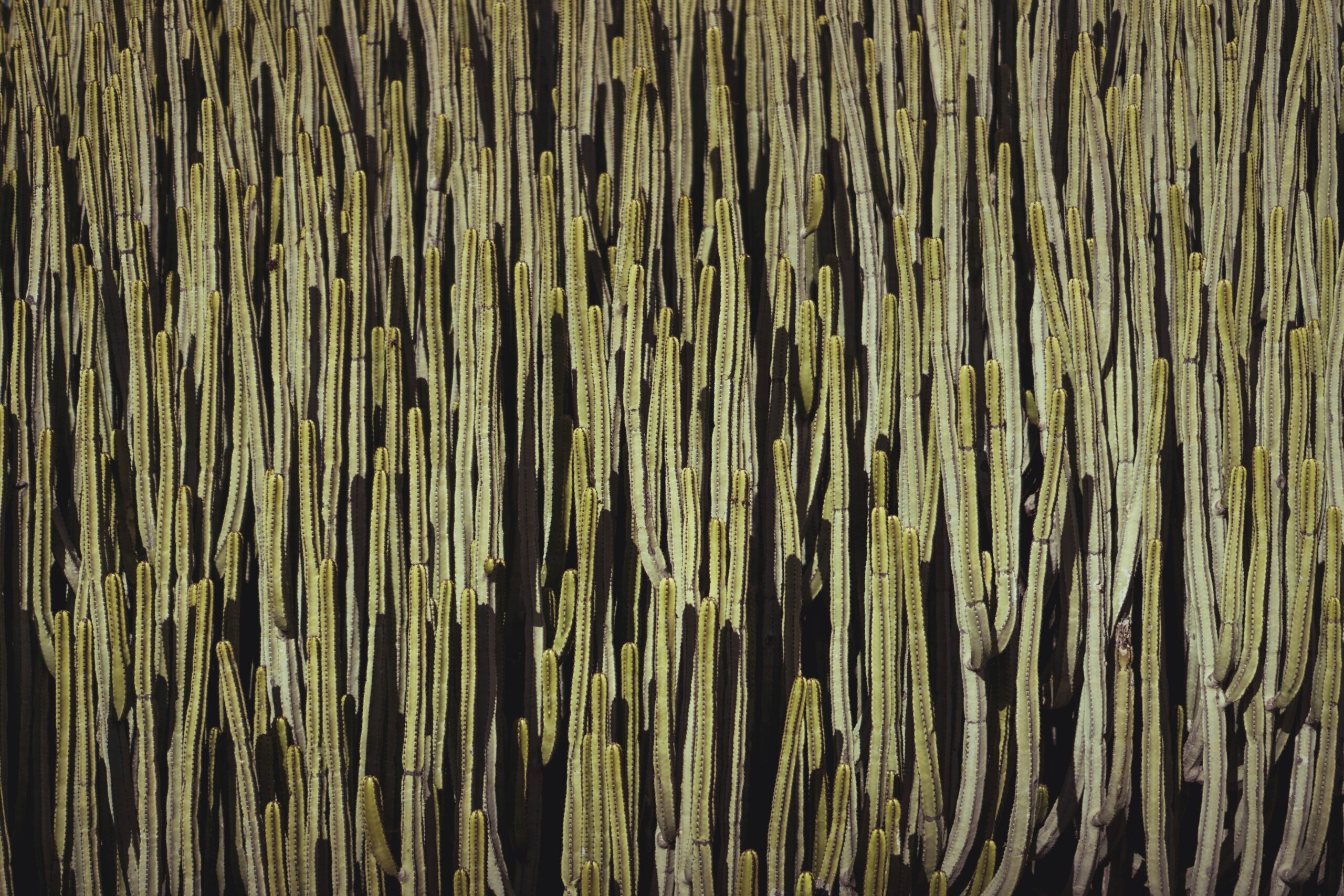 Panel2_daniel-kalman-SHShsGQJg3I-unsplash