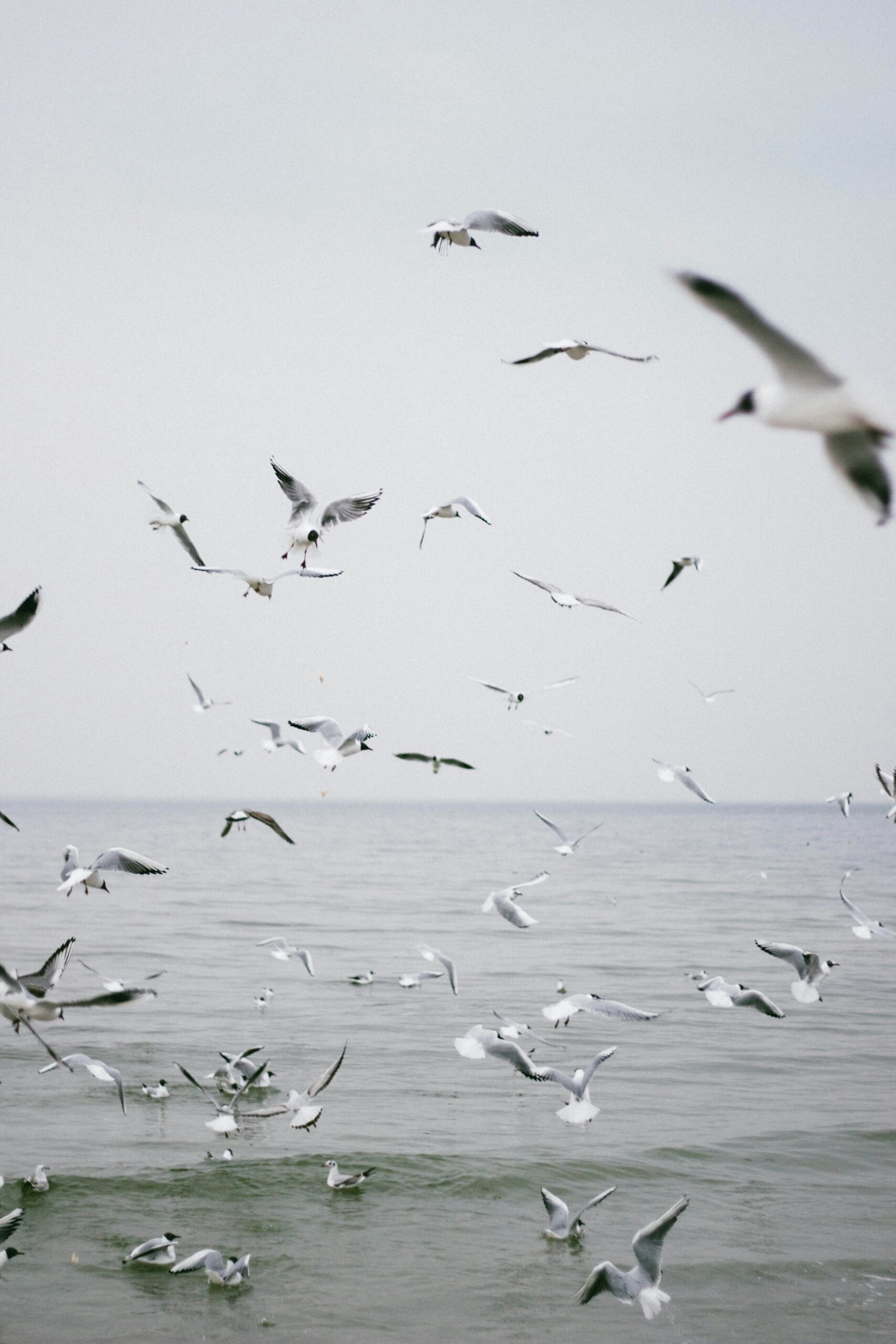 Panel7_the-bialons-unsplash gaviotas mal tiempo