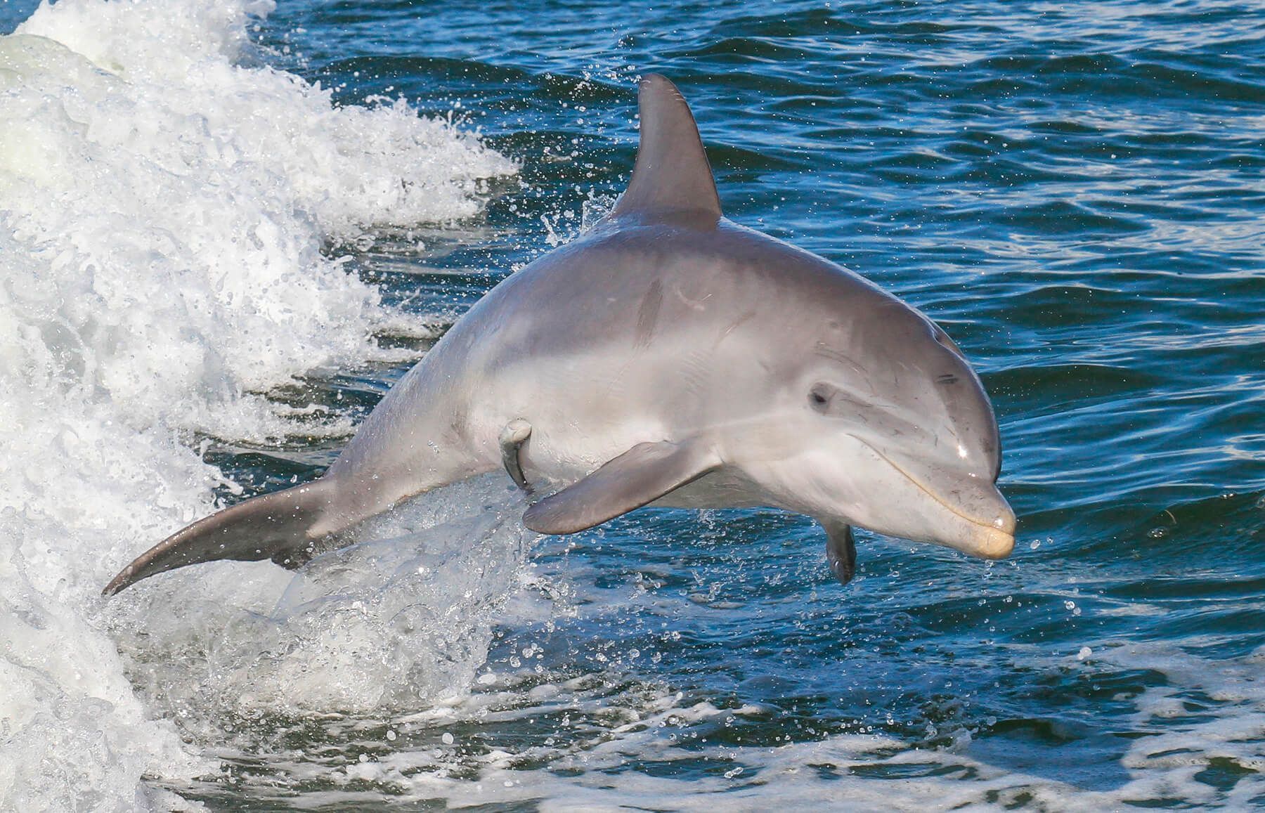 delfin-mular-7-1