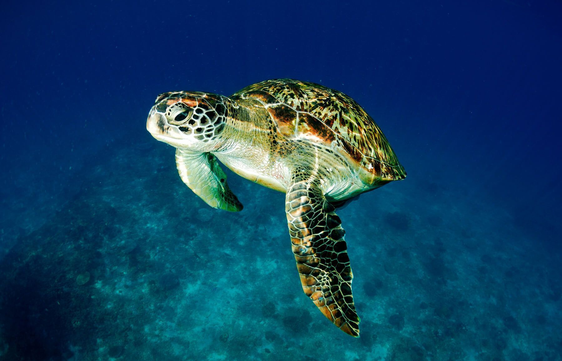 green-sea-turtle-tortuga-verde-4